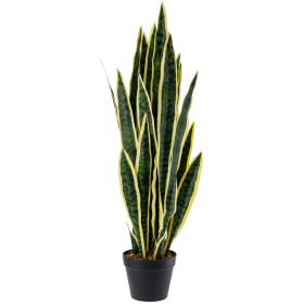 Sansevieriapflanze Kiran